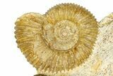 Jurassic Ammonites (Stephanoceras & Normannites) & Brachiopod - France #367904-2